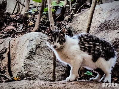 【新年快樂】+偶遇喵喵一只