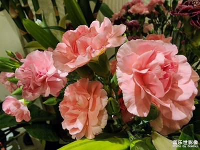 【時(shí)光靜好】插花