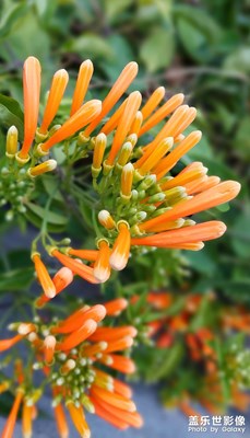 【時(shí)光靜好】炮仗花開(kāi)賀新年