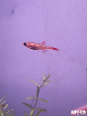 【時(shí)光靜好】夜賞魚蝦