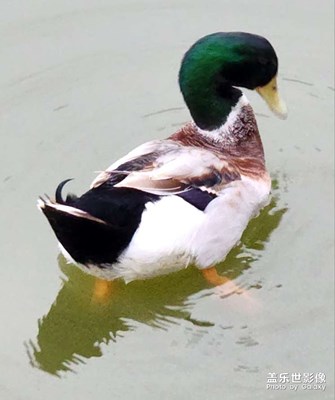 綠頭鴨