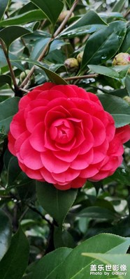 相約遞出鬧春風(fēng)