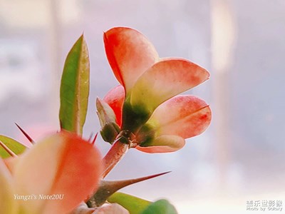 【靜美時(shí)分】+春意