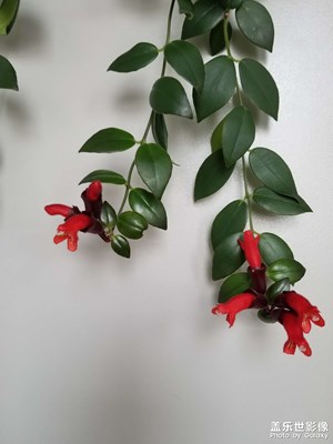 【靜美時(shí)分】靜悄悄的地開(kāi)