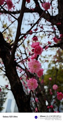 臥梅又聞花！