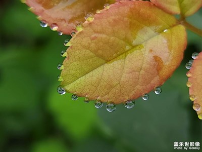 【靜美時分】葉之露