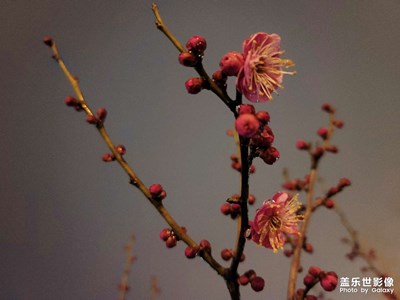 夜拍模式之（春風(fēng)化雨桃花紅）