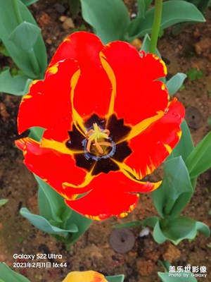 蘭陵美酒郁金香