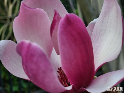 【靜美時分】靜謐春色