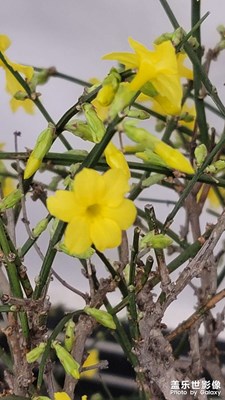 春天來了，迎春花兒開