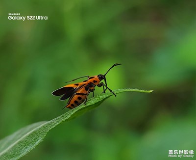 【靜美時分】微觀世界