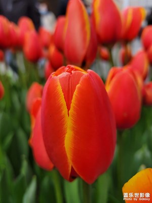 【靜美時(shí)分】花