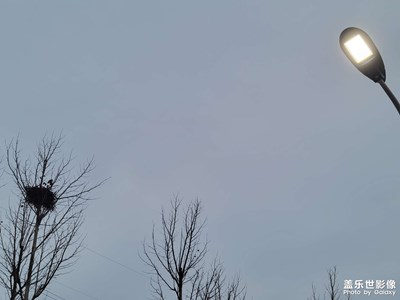 【靜美時分】+鳥窩