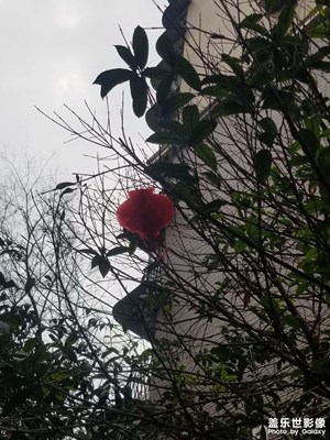 【靜美時分】+喜氣洋洋