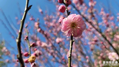 日常隨拍之（梅花園）