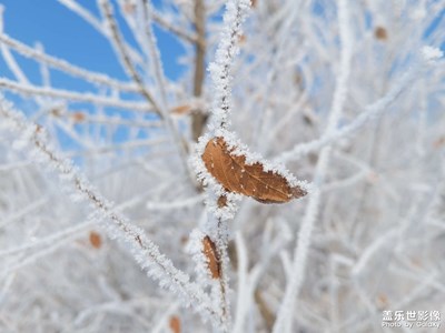【拍有趣味】+雪掛枝頭
