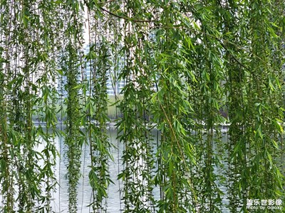 【碎片日常】楊柳依依