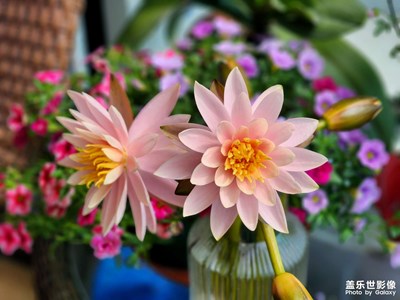 二月二 龍?zhí)ь^ 吃喝玩樂不發(fā)愁