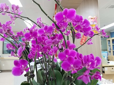 早上好大家，今天辦公室里的花好好看