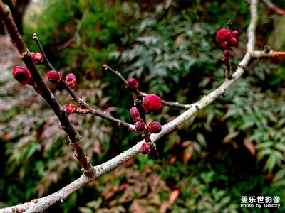 【清淺時(shí)光】等待綻放