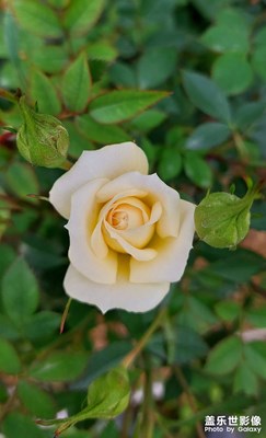 【清淺時光】黃色月季