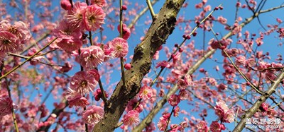 日常隨拍之（春日梅花園）