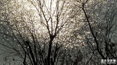 日常隨拍之（特別的樹(shù)葉）