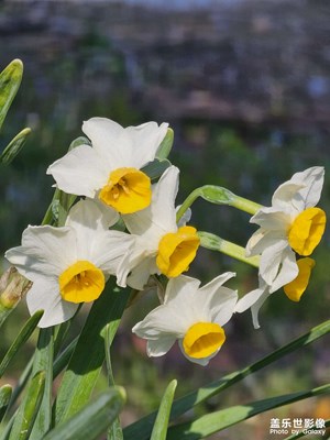 s23u 新機(jī)試拍