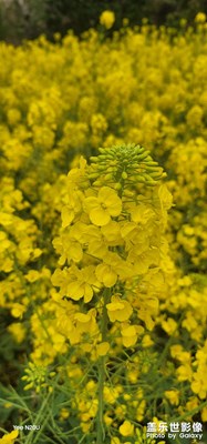 二月底來拍發(fā)發(fā)！