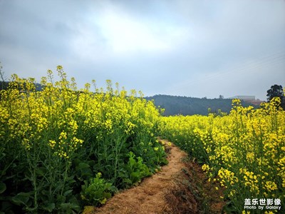 【網(wǎng)紅打卡地】油菜花田