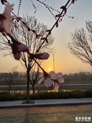 三星 Galaxy S23 Ultra
拍攝「春報(bào)曉」