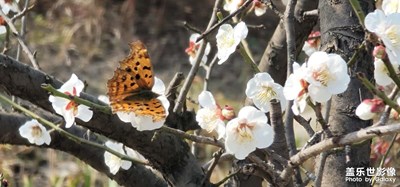 蝴蝶停在上面