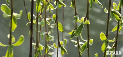 煙花三月之（春柳）