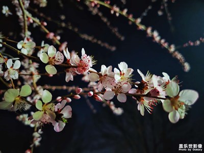 三星 Galaxy S23 Ultra 拍攝「深夜的花」