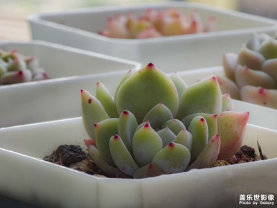 三星手機(jī)攝影分享｜植物形態(tài)美學(xué)