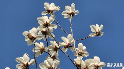 日常隨拍之（那些花兒）