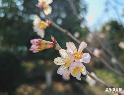 23U谷歌相機(jī)