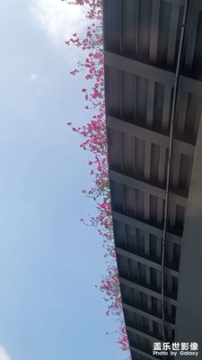 春天的綻放