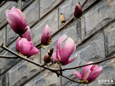 星鉆任務(wù)帖