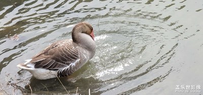 日常隨拍之（鵝鵝鵝）