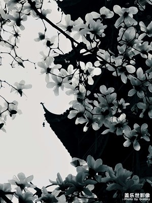 有一種春光叫玉蘭花開