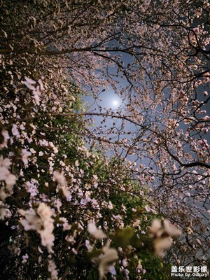 【美麗夜景】春暖花開