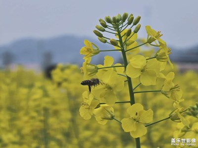 【光影記事】油菜花海