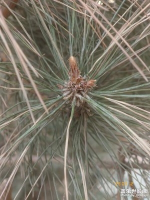 谷歌相機(jī)手動(dòng)對焦好慢