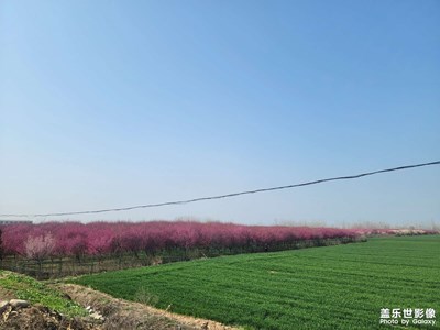 【光影記事】+梅園游記