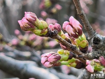 【光影記事】+ 櫻花園