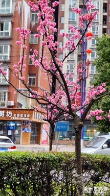 花花世界花花心