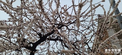花開(kāi)富貴????
