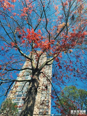 【光影記事】+ 午后陽光，感知春天！