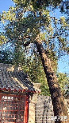 祝春日如詩般輕盈.